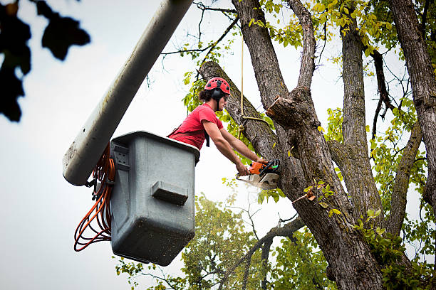 Best Storm Damage Tree Cleanup  in Trinity, FL